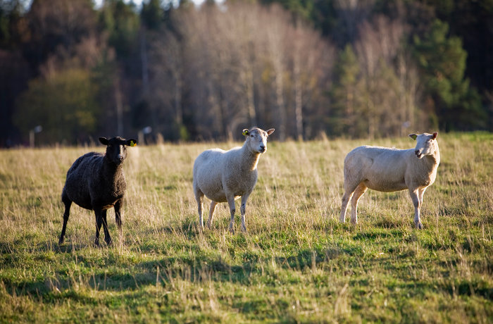 Tre får  står på äng och tittar.